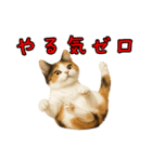 猫の本音｜意外と使えるネガティブ（個別スタンプ：9）