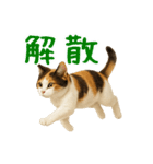 猫の本音｜意外と使えるネガティブ（個別スタンプ：10）