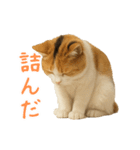 猫の本音｜意外と使えるネガティブ（個別スタンプ：12）