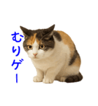 猫の本音｜意外と使えるネガティブ（個別スタンプ：13）