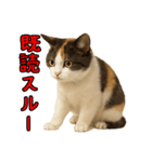 猫の本音｜意外と使えるネガティブ（個別スタンプ：15）