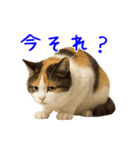 猫の本音｜意外と使えるネガティブ（個別スタンプ：16）