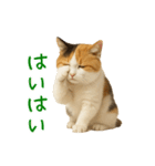 猫の本音｜意外と使えるネガティブ（個別スタンプ：17）