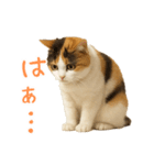 猫の本音｜意外と使えるネガティブ（個別スタンプ：18）