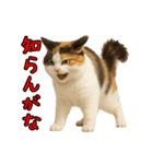 猫の本音｜意外と使えるネガティブ（個別スタンプ：20）