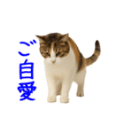 猫の本音｜意外と使えるネガティブ（個別スタンプ：21）