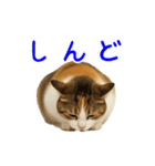 猫の本音｜意外と使えるネガティブ（個別スタンプ：23）