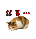 猫の本音｜意外と使えるネガティブ（個別スタンプ：24）