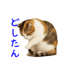 猫の本音｜意外と使えるネガティブ（個別スタンプ：25）