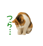 猫の本音｜意外と使えるネガティブ（個別スタンプ：27）