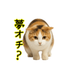 猫の本音｜意外と使えるネガティブ（個別スタンプ：29）