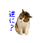 猫の本音｜意外と使えるネガティブ（個別スタンプ：30）