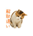 猫の本音｜意外と使えるネガティブ（個別スタンプ：31）