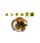 猫の本音｜意外と使えるネガティブ（個別スタンプ：32）