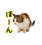 猫の本音｜意外と使えるネガティブ（個別スタンプ：34）