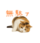 猫の本音｜意外と使えるネガティブ（個別スタンプ：35）