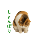 猫の本音｜意外と使えるネガティブ（個別スタンプ：36）