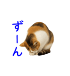 猫の本音｜意外と使えるネガティブ（個別スタンプ：37）