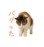 猫の本音｜意外と使えるネガティブ（個別スタンプ：38）