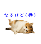 猫の本音｜意外と使えるネガティブ（個別スタンプ：39）