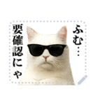 文を書き込める♥サングラス猫＆more（個別スタンプ：2）