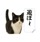 文を書き込める♥サングラス猫＆more（個別スタンプ：5）