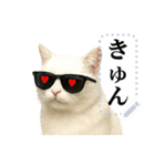 文を書き込める♥サングラス猫＆more（個別スタンプ：7）