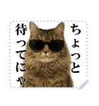 文を書き込める♥サングラス猫＆more（個別スタンプ：11）