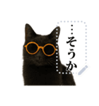 文を書き込める♥サングラス猫＆more（個別スタンプ：14）