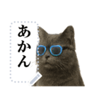 文を書き込める♥サングラス猫＆more（個別スタンプ：15）