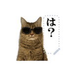 文を書き込める♥サングラス猫＆more（個別スタンプ：18）