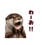 毎日つかえるカワウソ（個別スタンプ：1）