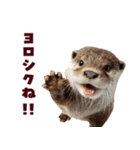 毎日つかえるカワウソ（個別スタンプ：2）