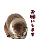 毎日つかえるカワウソ（個別スタンプ：5）