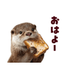 毎日つかえるカワウソ（個別スタンプ：9）