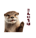毎日つかえるカワウソ（個別スタンプ：10）