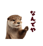 毎日つかえるカワウソ（個別スタンプ：13）