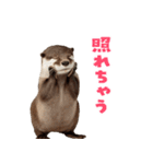 毎日つかえるカワウソ（個別スタンプ：19）