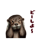 毎日つかえるカワウソ（個別スタンプ：22）