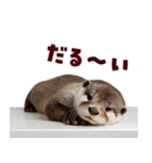 毎日つかえるカワウソ（個別スタンプ：26）