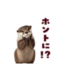 毎日つかえるカワウソ（個別スタンプ：31）