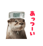 毎日つかえるカワウソ（個別スタンプ：35）