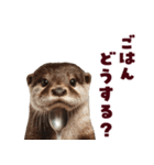 毎日つかえるカワウソ（個別スタンプ：36）