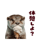 毎日つかえるカワウソ（個別スタンプ：37）