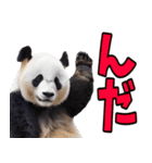 青森弁☆パンダ（個別スタンプ：1）