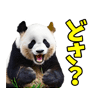 青森弁☆パンダ（個別スタンプ：2）