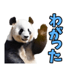 青森弁☆パンダ（個別スタンプ：3）
