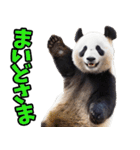 青森弁☆パンダ（個別スタンプ：4）