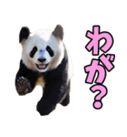 青森弁☆パンダ（個別スタンプ：5）