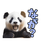 青森弁☆パンダ（個別スタンプ：6）